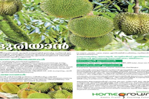 Durian – The King of Exotic Fruits Now Growing in Kerala