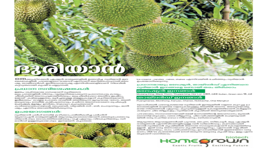 Fresh durian fruit with spiky shell and creamy pulp grown in Kerala India