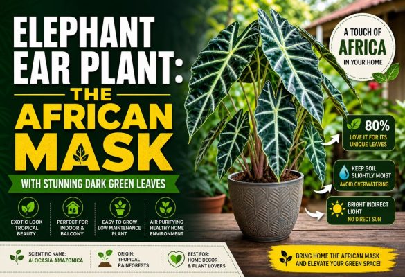 Elephant Ear Plant (Alocasia Amazonica): African Mask Care Guide