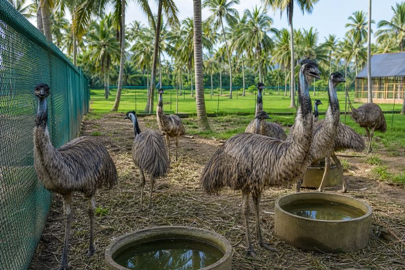 Emu farming in Kerala with large birds inside a fenced paddock and green farm surroundings