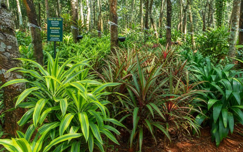 Colorful foliage plant varieties including Song of India and Marginata growing in a tropical garden