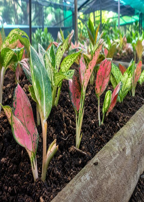 Foliage plant cuttings being propagated in a shaded nursery bed with healthy colorful leaves