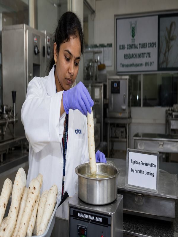 Fresh tapioca dipped in molten paraffin wax for preservation research