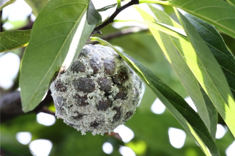 Fungus on custard apple fruit