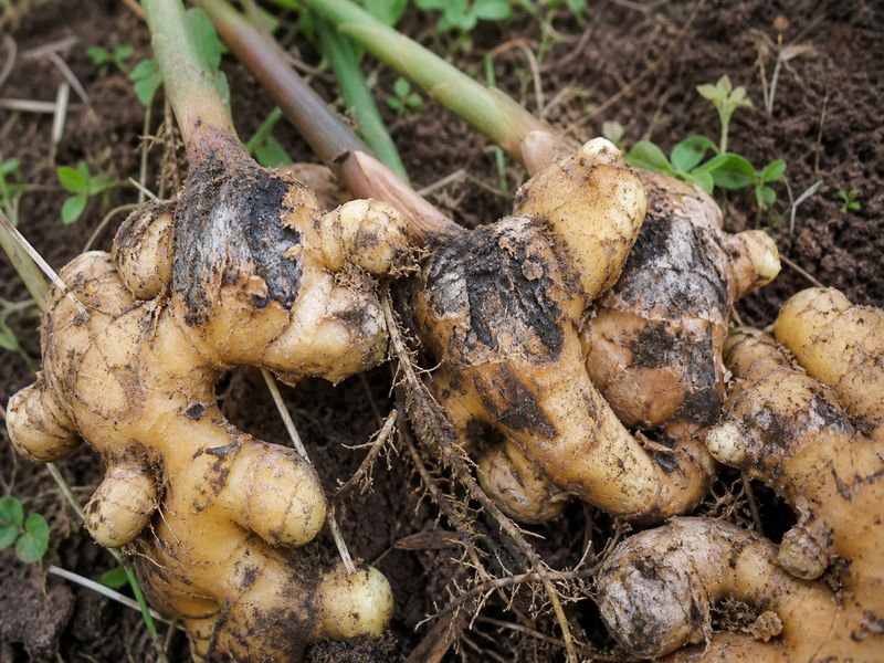 Ginger rhizomes infected by Koodali fungal pathogen showing early rot and discoloration