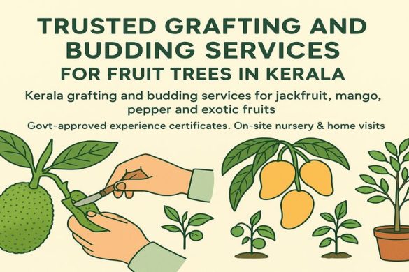 Trusted Grafting and Budding Services for Fruit Trees in Kerala