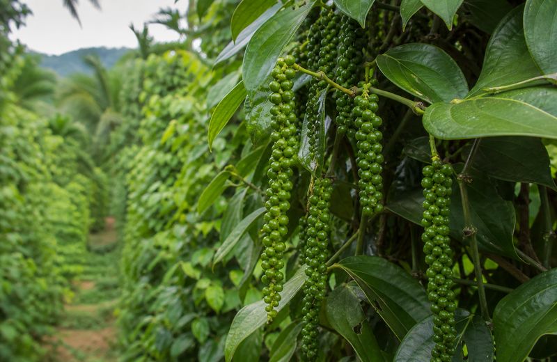 Fresh green pepper bunches in high demand in foreign markets