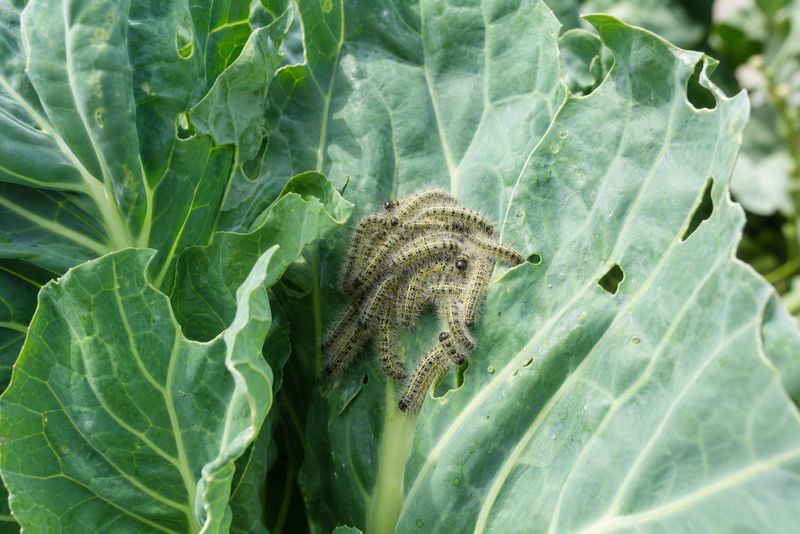 Hairy caterpillar damage on winter vegetables like cabbage and cauliflower