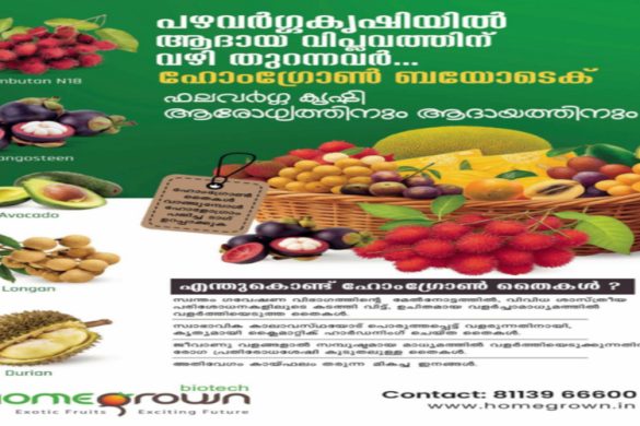 Homegrown Biotech: Premium Exotic Fruit Saplings for Health & Income