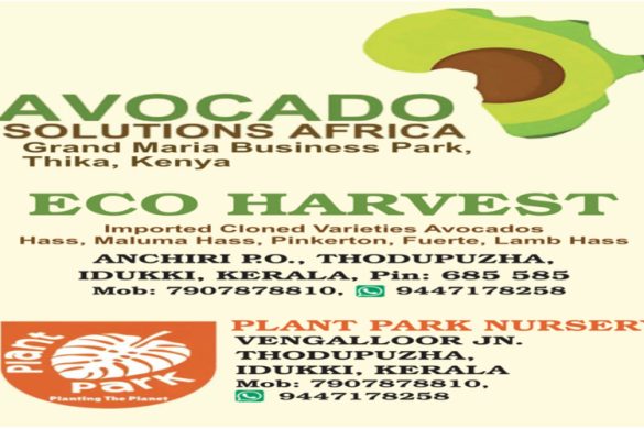 Imported Cloned Avocado Varieties Available in Idukki, Kerala – Eco Harvest & Plant Park Nursery