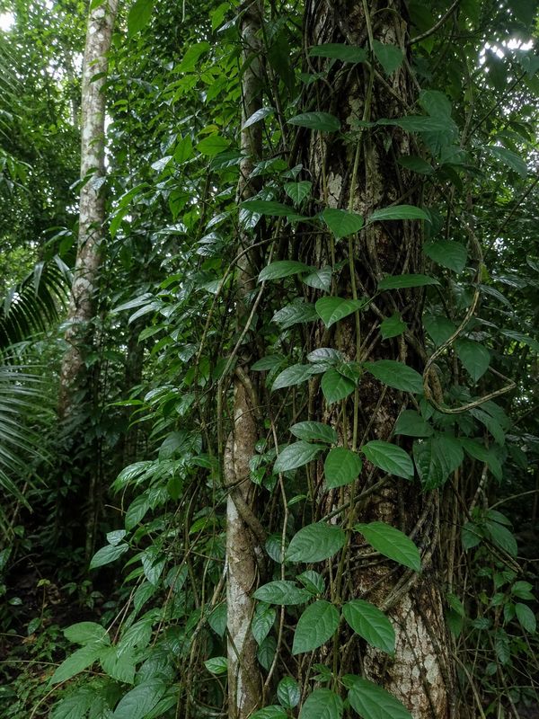 Invasive Cat’s Claw vine wrapping around native tree trunks and blocking sunlight