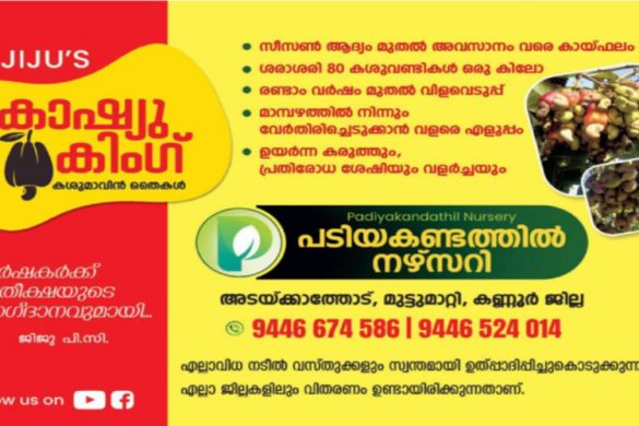 Jiju’s Cashew King: Reliable Cashew Saplings for Kannur Farmers