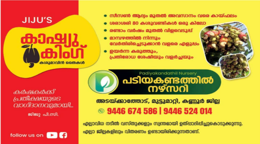 Jiju's Cashew King saplings at Padiyakandathil Nursery, Adakkathode, Mattannur, Kannur