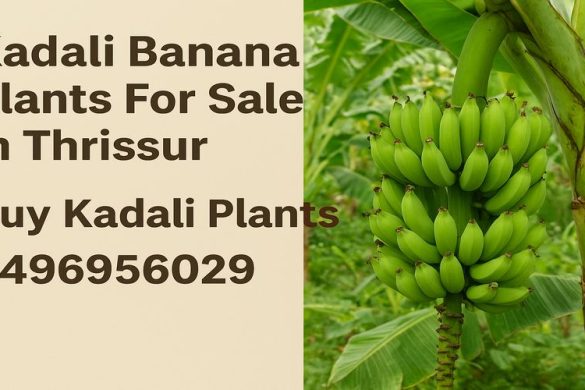 Kadali (Vazha) Banana Plant Sale in Thrissur Kerala
