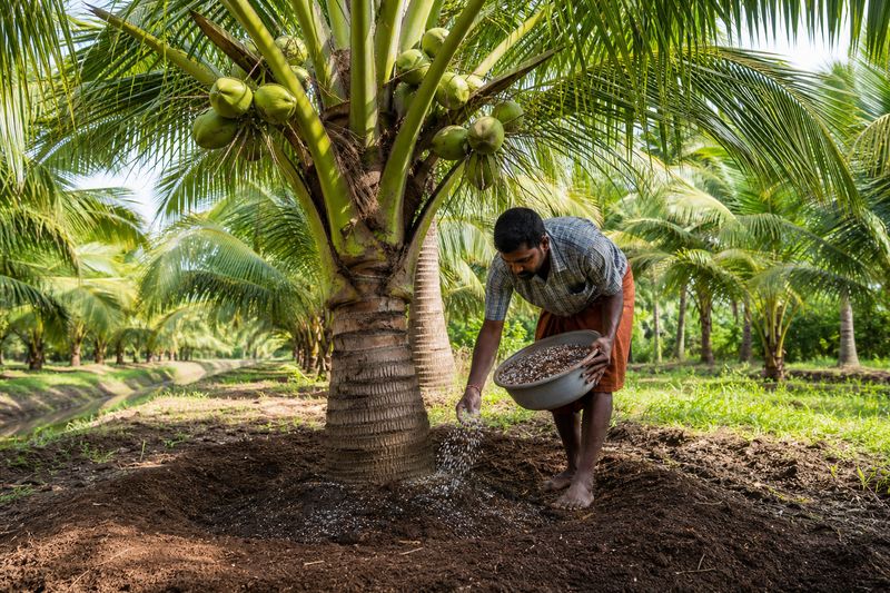 Kalpa Vardhini nutrient mix for healthy coconut trees and improved yield