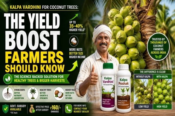Kalpa Vardhini for Coconut Trees: The Yield Boost Farmers Should Know