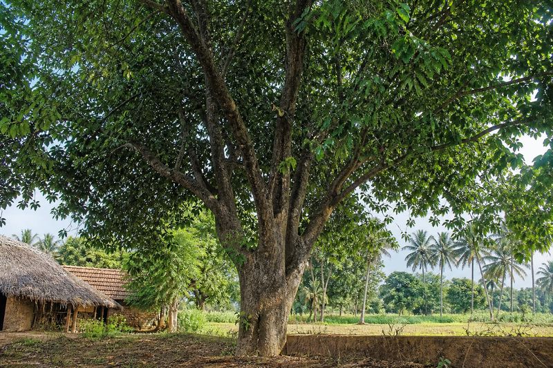 Kanjiram poison nut tree Strychnos nux-vomica growing as a large deciduous tree in a rural farming landscape