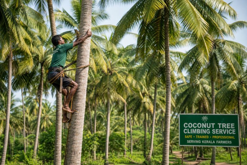 Trained coconut tree climber providing coconut protection service in Kerala plantation
