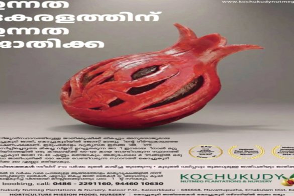 Kochukudy Nutmeg Plantations & Nursery – Superior Nutmeg Saplings from Kerala