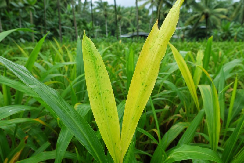 Ginger plant leaves showing early yellowing symptoms of Koodali fungal disease in Kerala