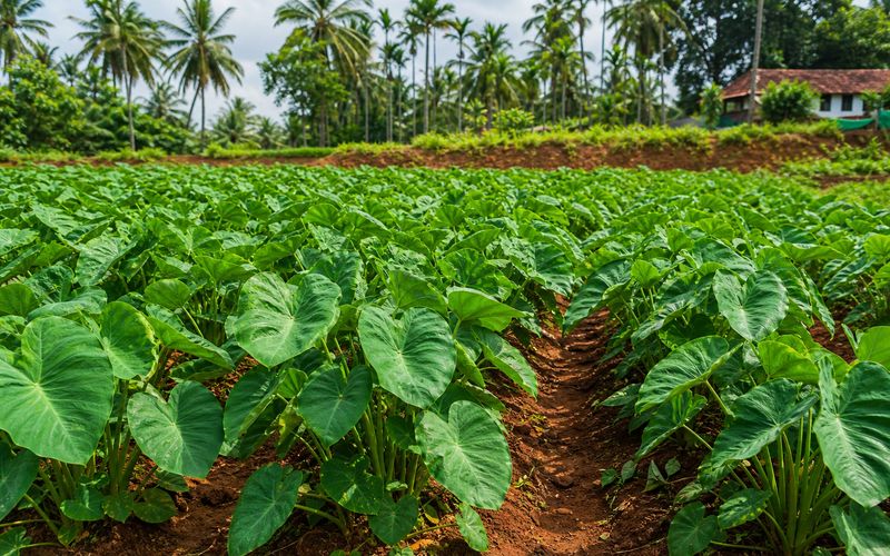 Koorka Chinese Potato cultivation in Kerala farm with lush green leaves