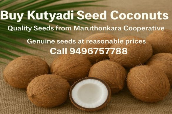 Buy Kutyadi Seed Coconuts – Quality Seeds from Maruthonkara Cooperative