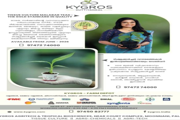 Kygros Kuttiyankal – Tissue Culture Teak, Banana Plants & Agri Inputs in Pala