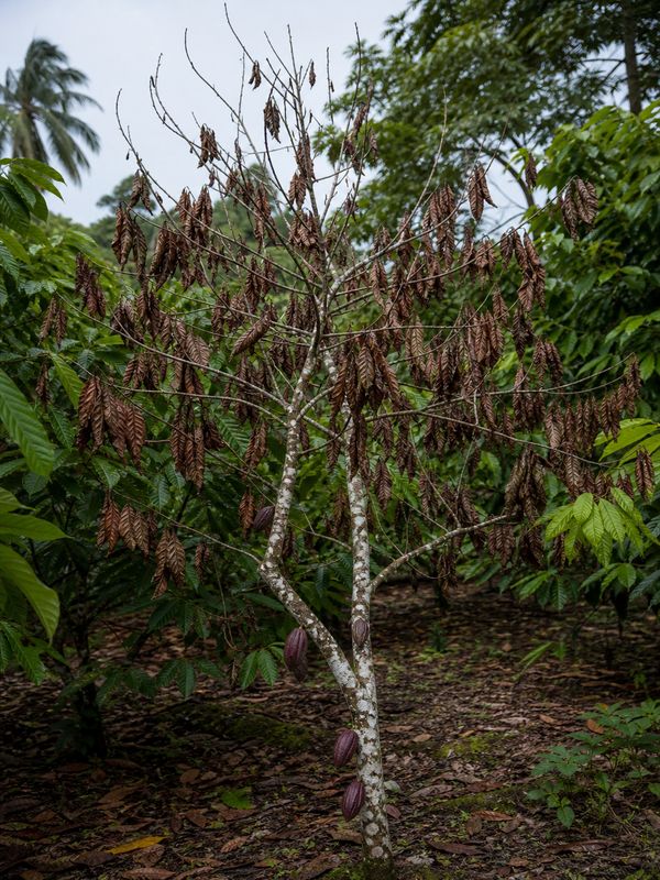 Cocoa tree drying up and dying due to Lasiodiplodia theobromae branch dieback infection
