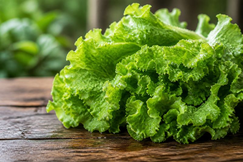Fresh lettuce leaves on a clean surface debunking cancer myth