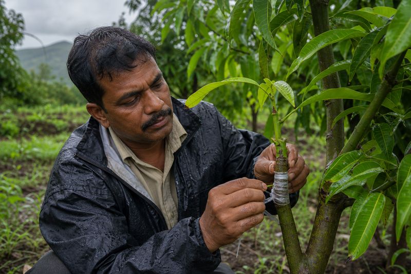 Mango grafting during the rainy season with a farmer preparing a scion on a healthy mango tree
