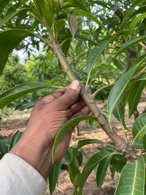 Mature strong mango scion branch selected from a healthy mango tree for grafting