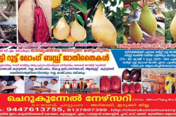 High-Yield Multi-Root Long-Bud Nutmeg Plants – Cherukunnel Nursery