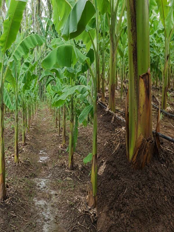 Nendran banana plantation with healthy plant vigor after Trichoderma application to maintain soil moisture