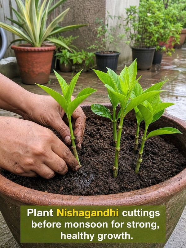 Nishagandhi cuttings being planted in a large pot before monsoon