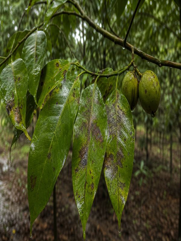 Nutmeg tree leaves showing monsoon leaf blight symptoms with water-soaked spots near veins
