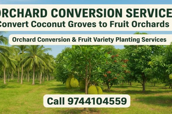 Fruit Garden Planting Service in Kerala – Empty Land to Productive Farm