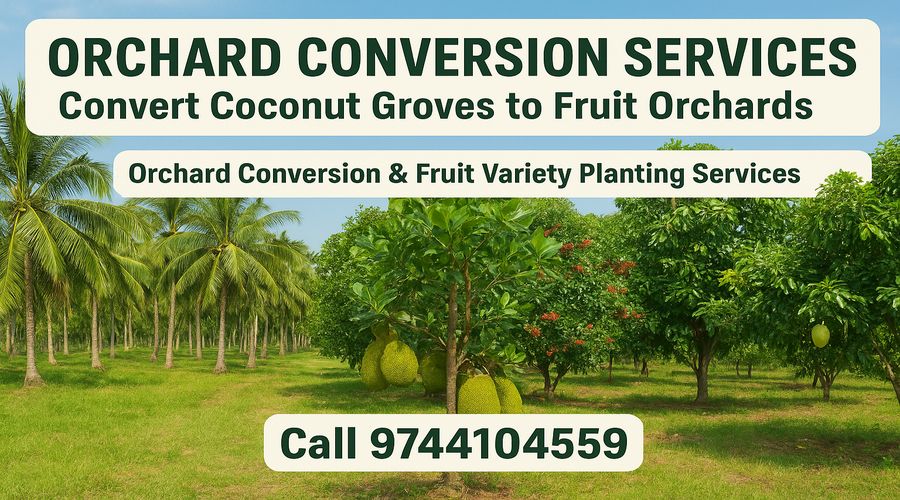 Converted coconut grove into a mixed fruit orchard with mango jackfruit and nutmeg