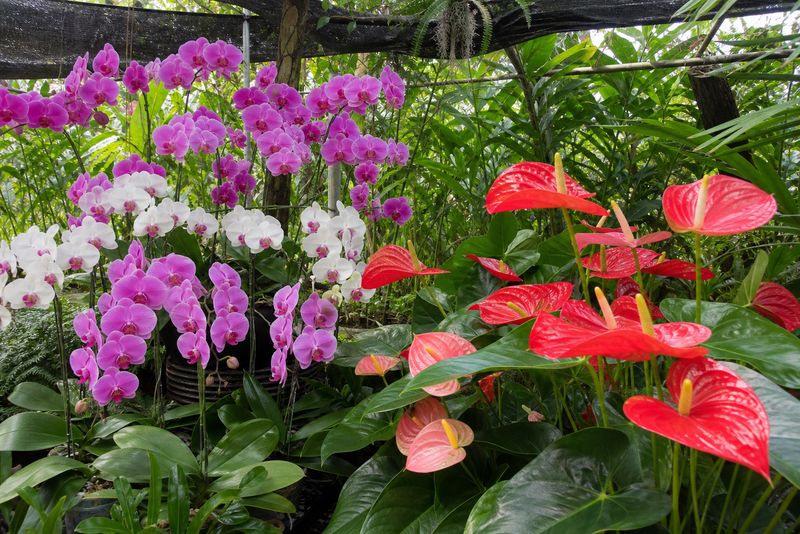 Healthy orchid and anthurium plants growing together with vibrant blooms