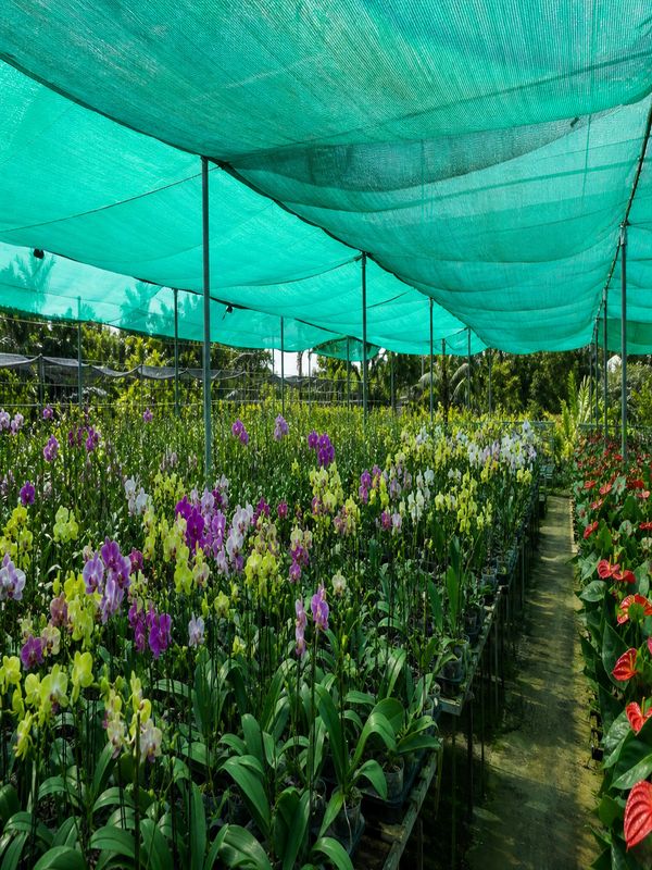 Shade net covering orchid and anthurium plants to protect from intense southern afternoon sunlight