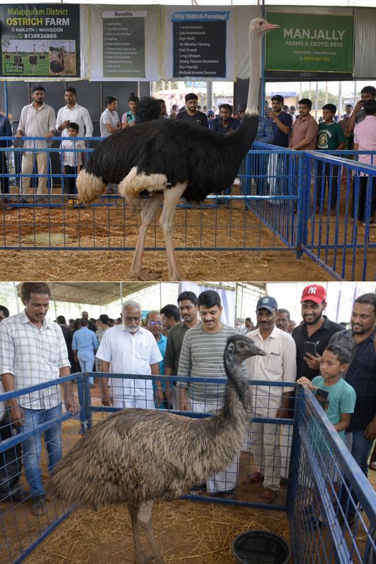 Ostrich and emu display at an agricultural fair in Malappuram Kerala with visitors watching big birds