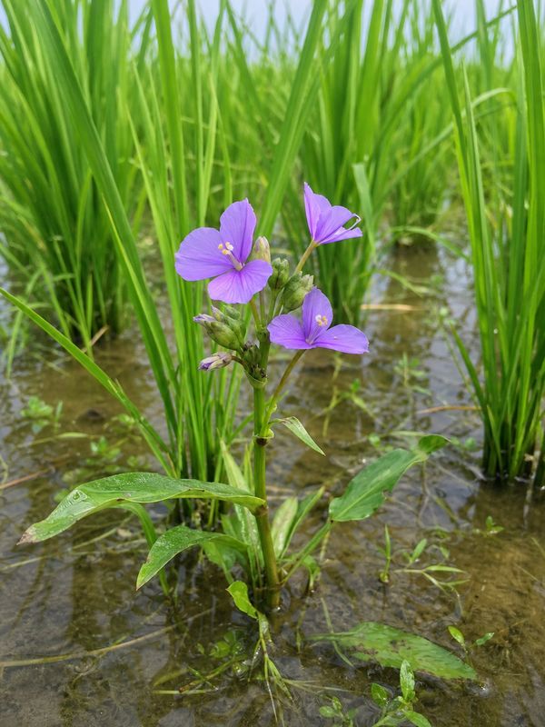 Common paddy field weed with violet flowers and high seed production