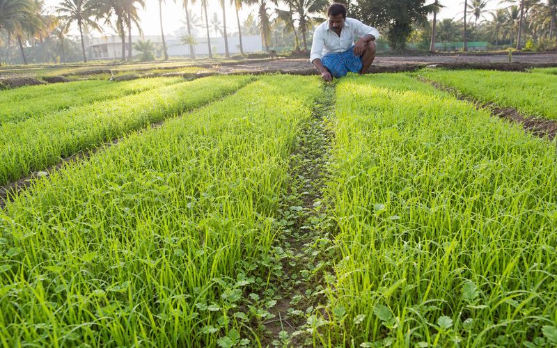 Paddy nursery bed with seedlings and weed control measures in a rice farm