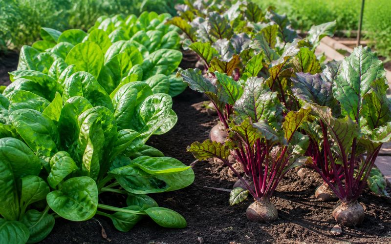 Fresh palak and beetroot growing in a home nutrient garden