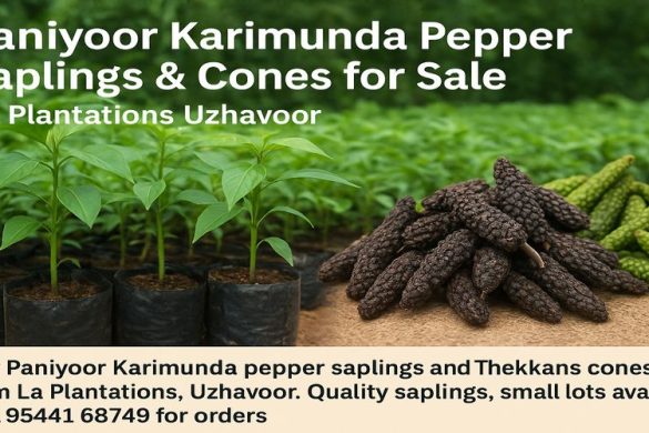Paniyoor – Karimunda Pepper Saplings & Cones | La Plantations