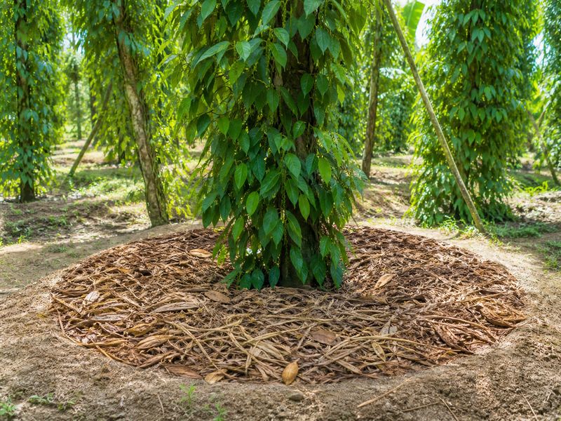 Circular mulch applied around pepper plant support tree for summer heat protection