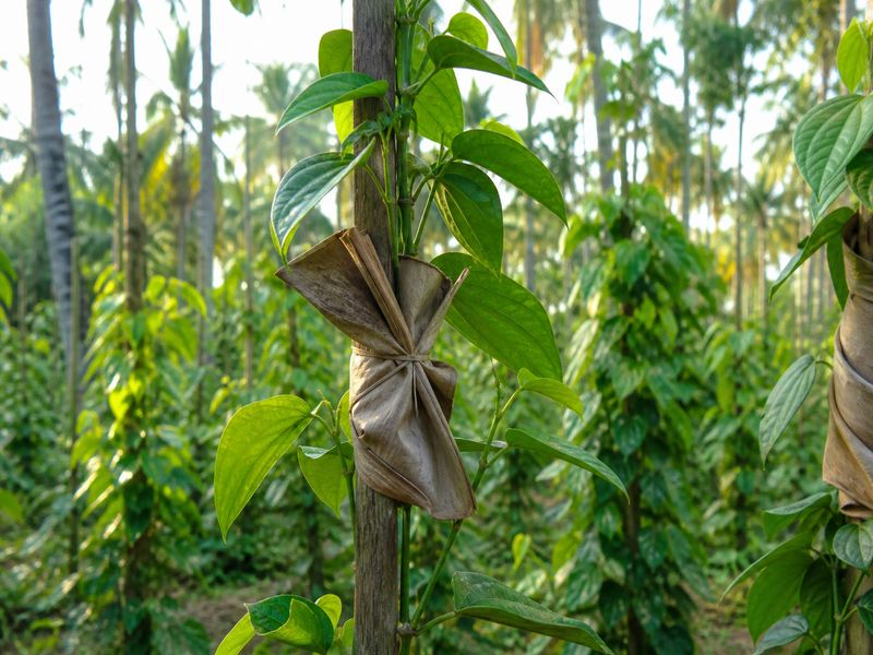 Young pepper sapling with areca nut palm leaf cover tied at stem base for summer protection