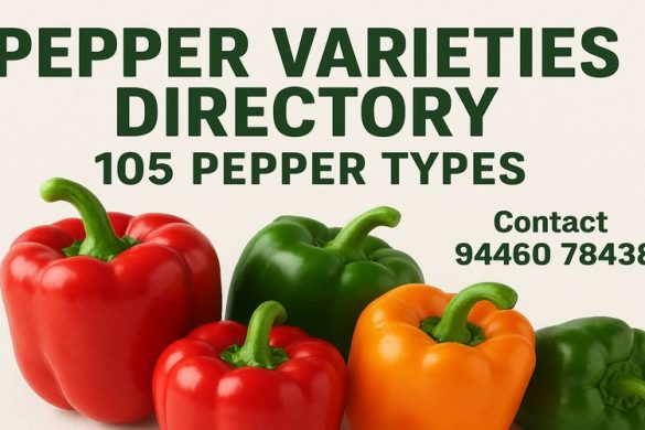 Black Pepper Plants for Sale in Kerala – 105 Varieties Available | Contact Supplier