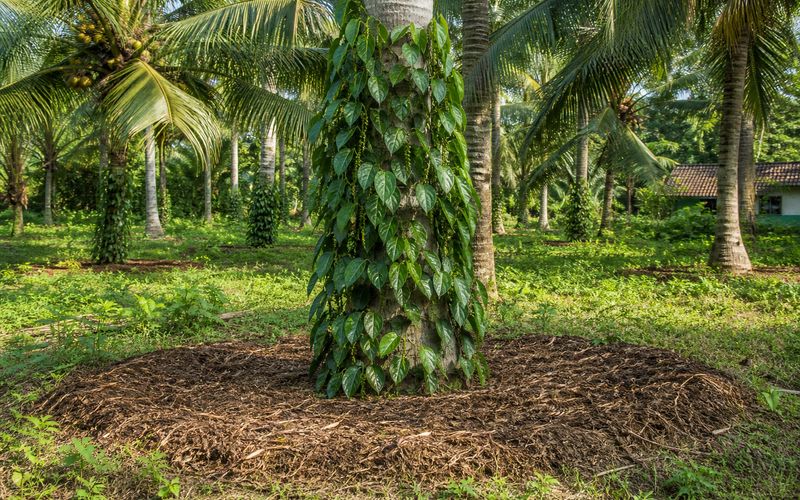 Pepper vine growing on a coconut tree support with mulch applied at the base for summer protection