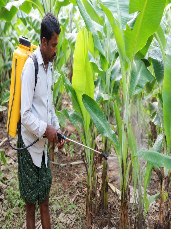 Farmer spraying Pseudomonas biological solution on banana plants to treat leaf spot disease
