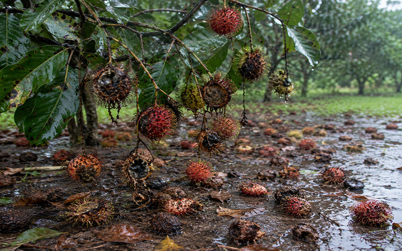 Rainy season rambutan fruit drop caused by fungal infection around the stem area
